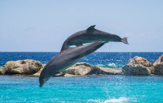 Zwei Delfine, die aus dem Wasser gesprungen sind und nun auf der Mitte ihres Sprunges sind.