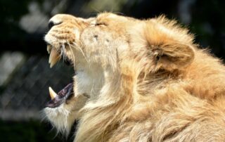 Ein gähnender Löwe.