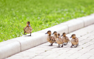 Entenküken auf einem gepflasterten Weg.