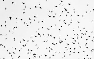 Eine große Gruppe schwarzer fliegender Vögel gegen den Himmel fotografiert.