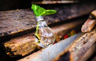 Eine kleine Pflanze wächst in einer Glühbirne als Sinnbild für Business Ökosysteme.